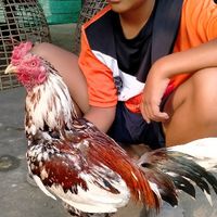 ซื้อขายและเปิดประมูลไก่ชน