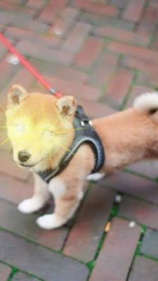 🎵【聊天】BabyDoge🚀