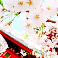 川越周辺で友達探し〰️趣味友、悩み相談、孤独を感じてる方〰️、飲み友のお部屋です。