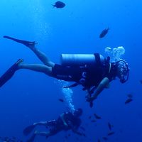 นัดกัน DIVE