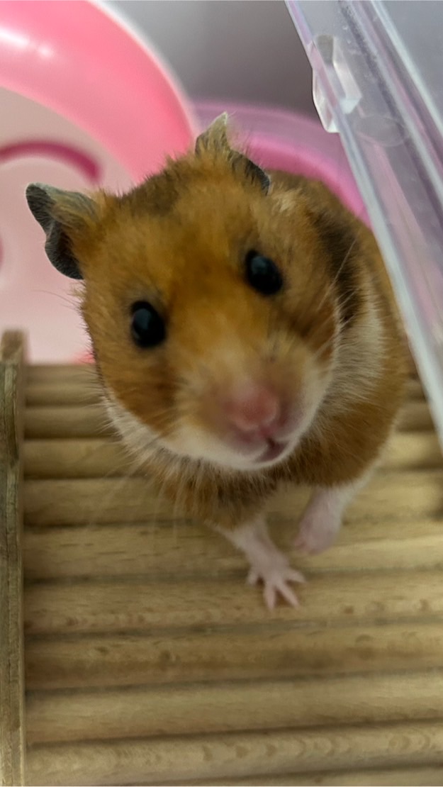 哆福🐹團購分享群✨