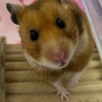 哆福🐹團購分享群✨