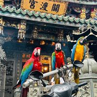 鸚鵡學習交流社群