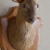 おもしろ爆発農園