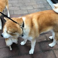 不正常狼人殺研究中心