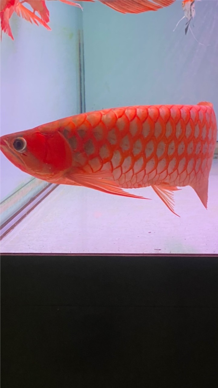 Đam Mê Cá Rồng 🐉