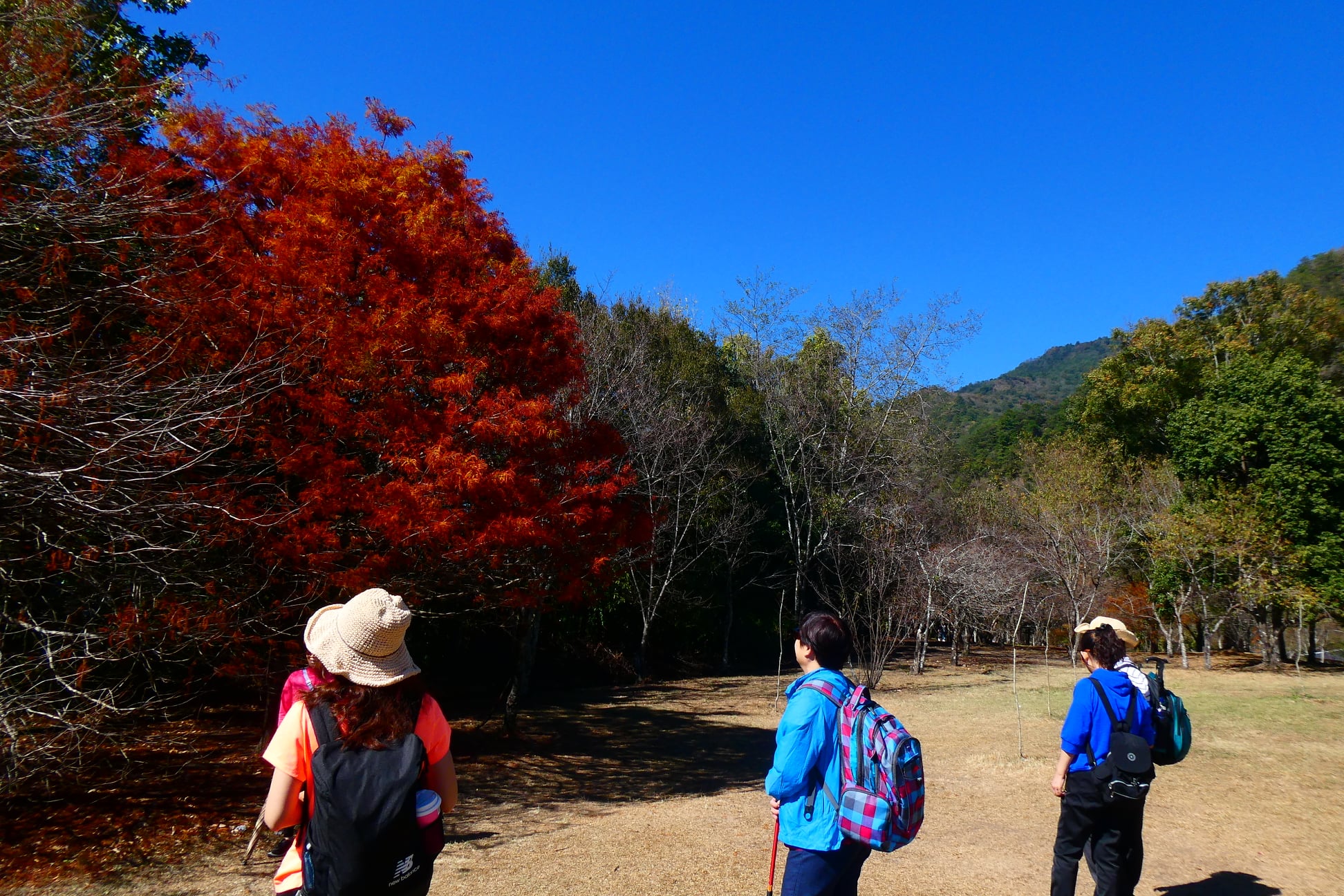 「奧萬大森林遊樂區」超完整賞楓攻略｜奧萬大賞楓景點整理