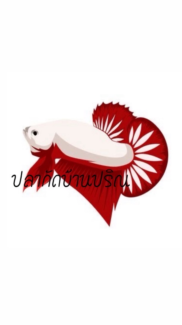 ปลากัดบ้าน ปริน🐠