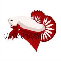 ปลากัดบ้าน ปริน🐠