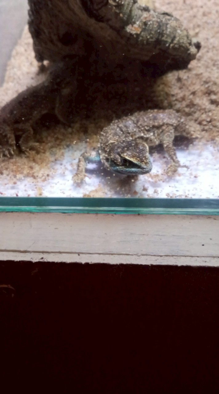 FROGGO