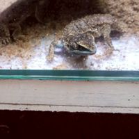 FROGGO