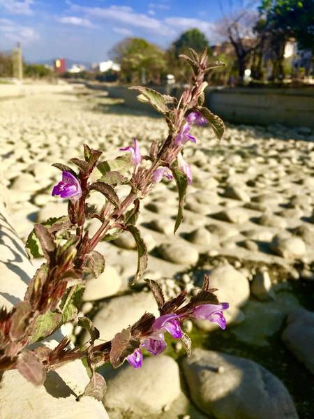 瀕臨絕種大安水蓑衣花博葫蘆墩再現風華 中央通訊社 Line Today