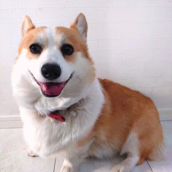 知っておきたい 犬が触られたくない体の部位は