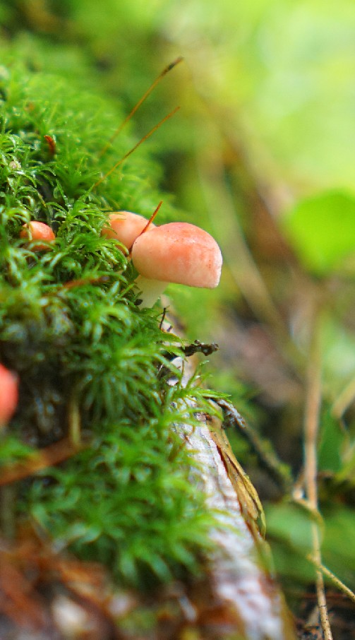 摘み草・山菜・キノコ・昆虫食等々