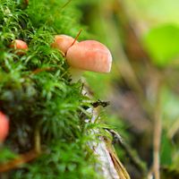 摘み草・山菜・キノコ・昆虫食等々