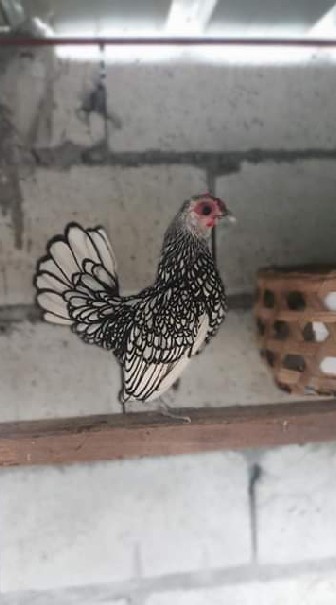 ซีไบร์ท และไก่สวยงามต่างๆ