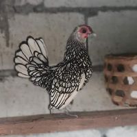 ซีไบร์ท และไก่สวยงามต่างๆ
