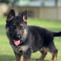 有價品種犬認養/寵物用品 飼料 零食買賣