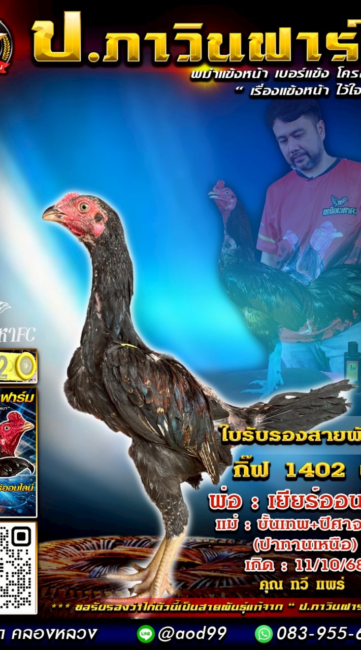 ลุงแดงเพชรหางนาฟาร์มไก่ชน