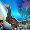 ลุงแดงเพชรหางนาฟาร์มไก่ชน