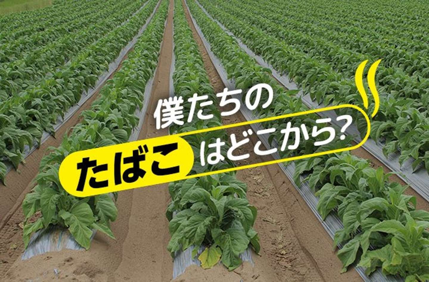 なんで たばこ は悪いのに パパは作ってるの 禁煙の時代を生きる 葉タバコ農家 の現実と情熱 Jタウンネット