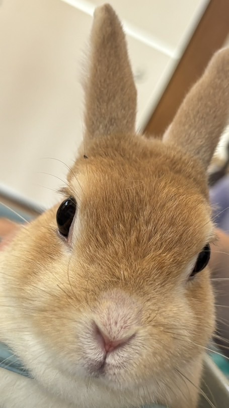 R8榴岡公園桜まつりスタッフ