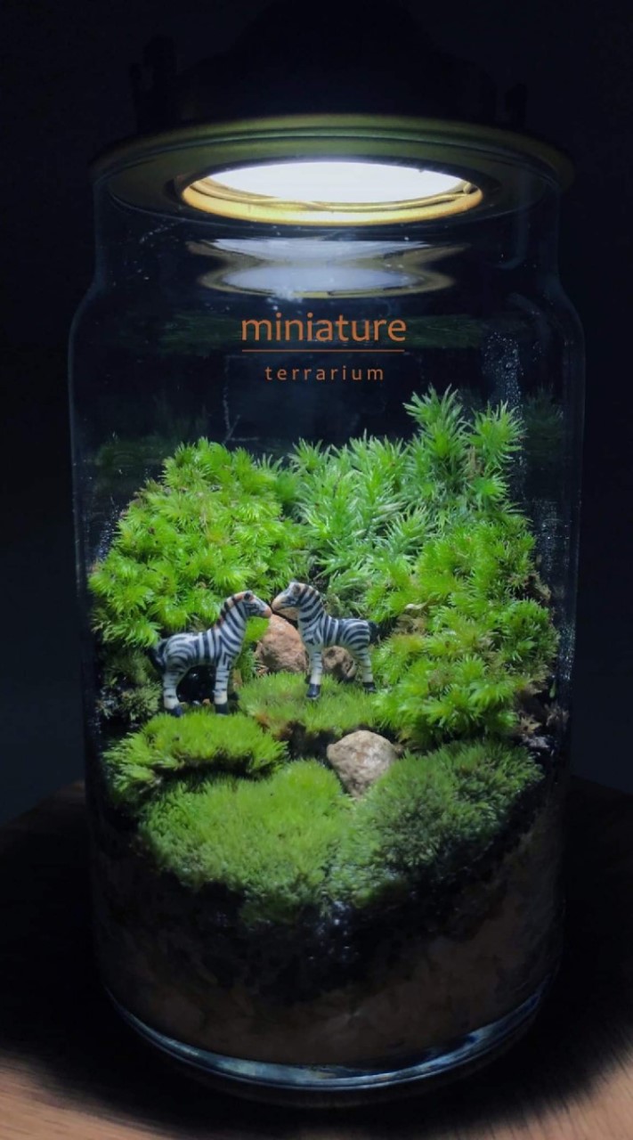 สวนขวดแก้ว miniature terrarium