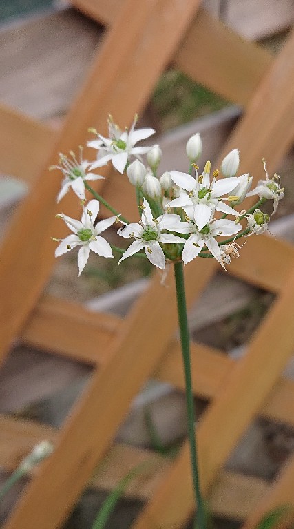 🌱和み(なごみ)心の窓口🌱🍀辛い・悲しい・病気・悩み・楽しい・嬉しい・色んな事を話す場所✌★