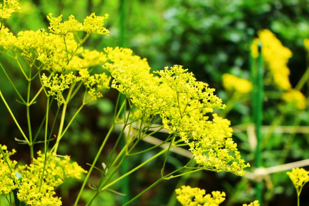 新年號「令和」出自萬葉集，萬葉集是一本怎樣的書呢？