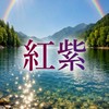 宣伝相互 ｜ 紅紫 🟣