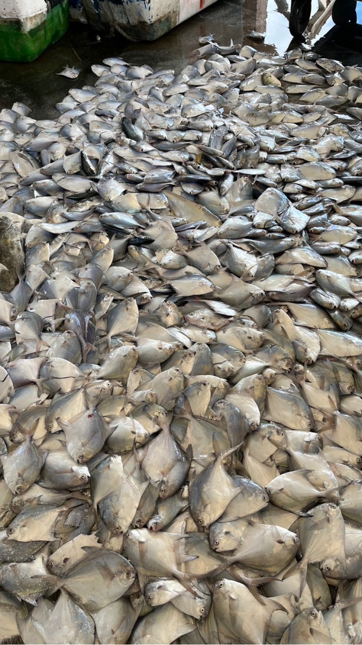桃園永安漁港大牛鮮魚