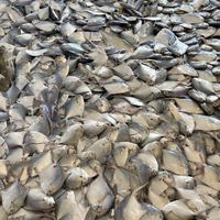 桃園永安漁港大牛鮮魚