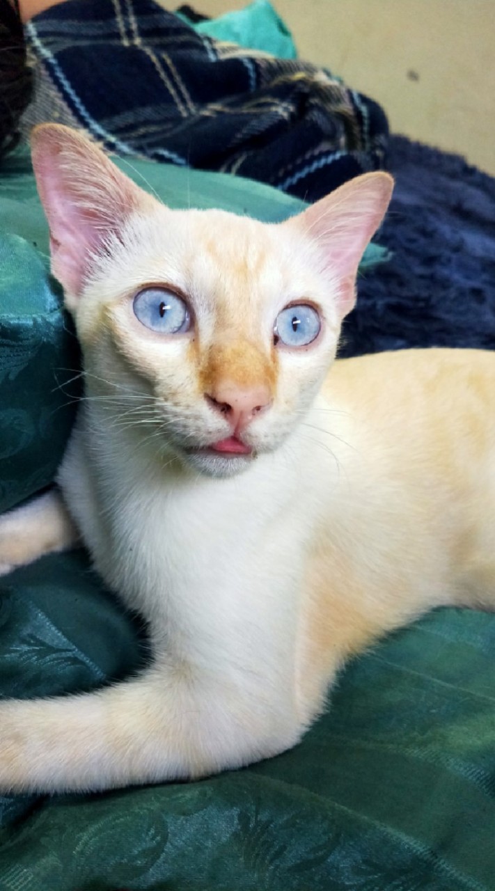 Cat republic