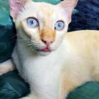 Cat republic