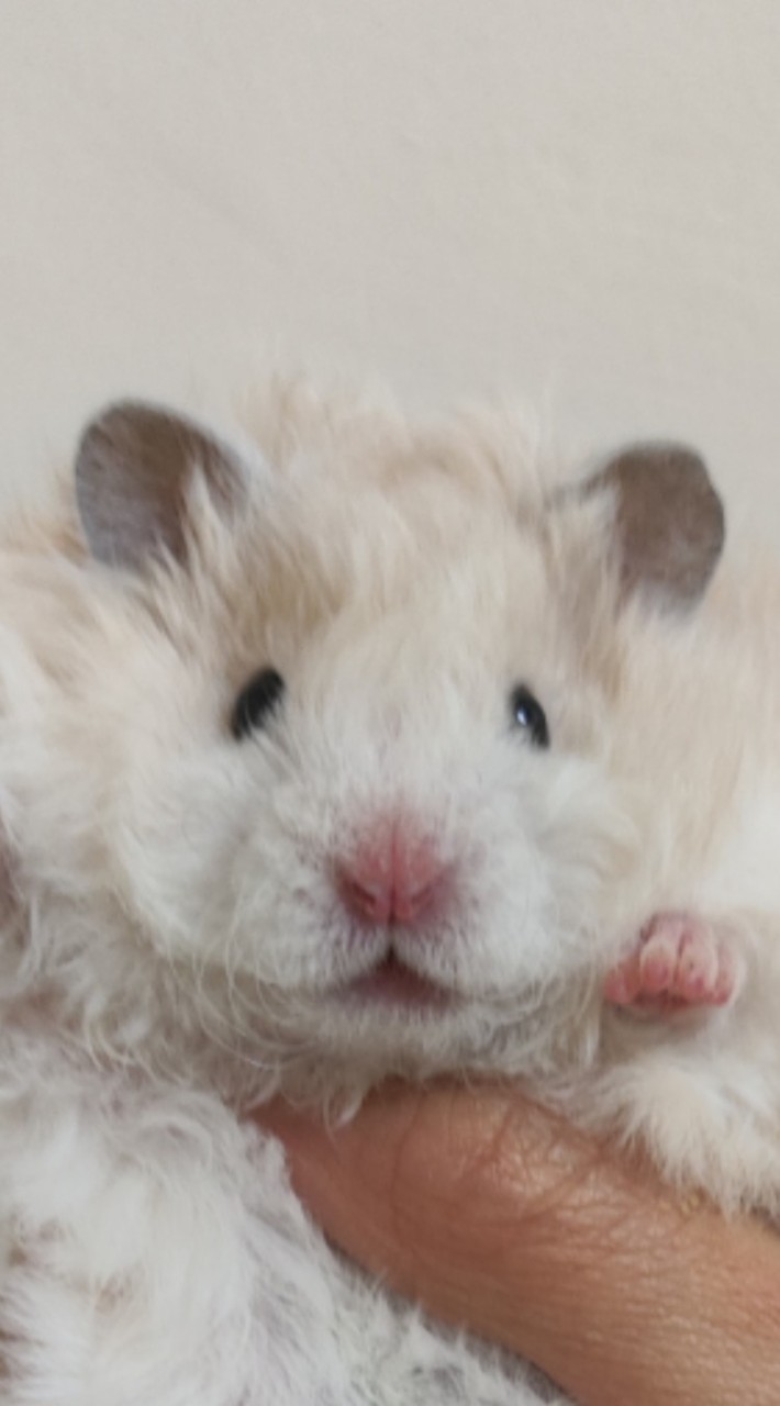 波波鼠PolyPoly 交流分享版版