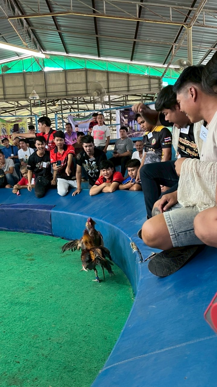สนามไก่ชนป.พัฒนา 2569