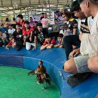 สนามไก่ชนป.พัฒนา 2569