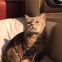 哀居版主群