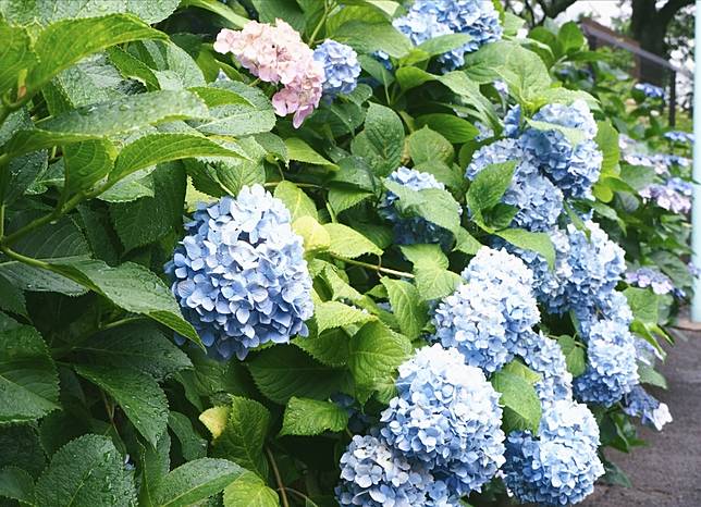 東京6月繡球花景點白山神社之雨 貓與紫陽花散策 Japankuru日本酷樂 Line Today