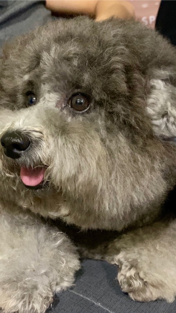 狗狗🐶認認識、散散步、吹吹風