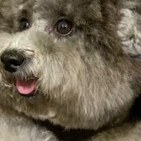 狗狗🐶認認識、散散步、吹吹風