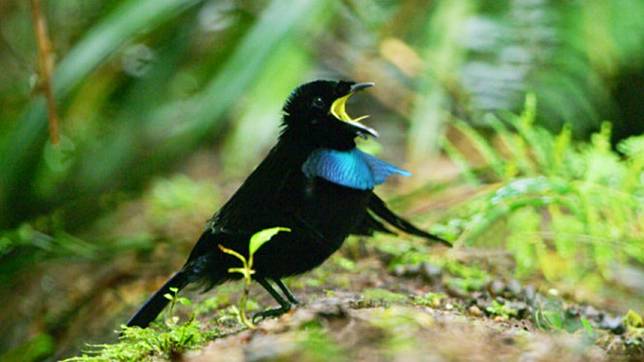 Video Spesies Baru Burung Cendrawasih Tarian Kawinnya Beda