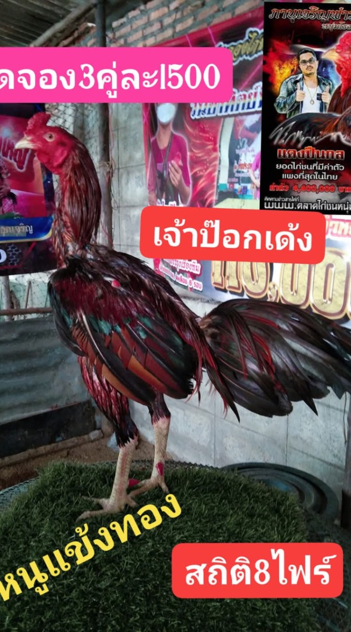 วินเนอร์ ฟาร์ม