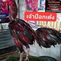 วินเนอร์ ฟาร์ม