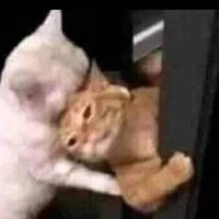 暈船勒戒所
