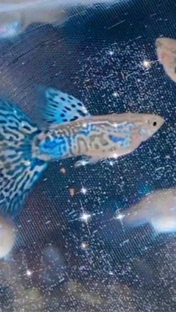 孔雀魚交流～小職人