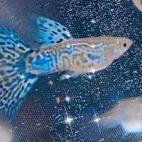 孔雀魚交流～小職人