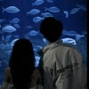 恋愛ごっこ！(学生限定)
