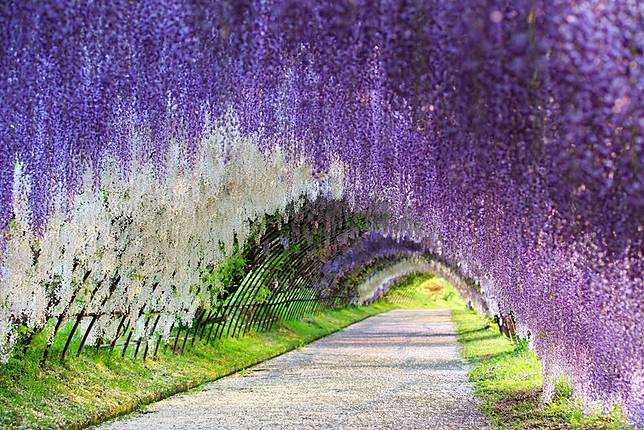 【UPD分享】九州夢幻紫藤花隧道