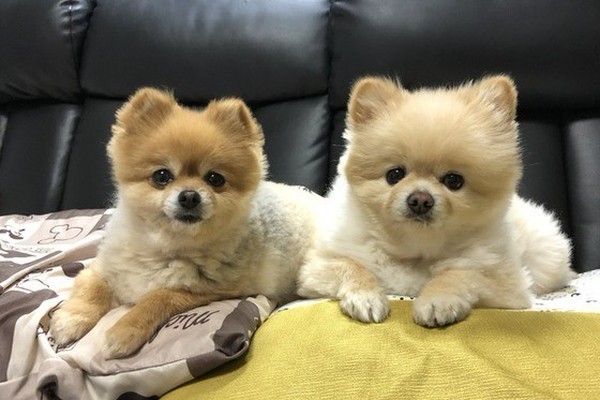 多頭飼いに向かない犬の特徴 知らないと後悔するケースも いぬのきもちnews Line News